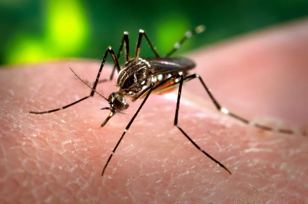DENGUE: SALUD REALIZÓ LA ÚLTIMA SALA DE SITUACIÓN DE LA TEMPORADA 2025-2026