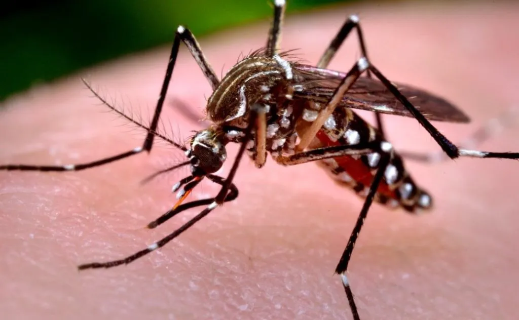 CONFIRMARON UN CASO DE DENGUE Y OTRO DE CHIKUNGUNYA EN CÓRDOBA