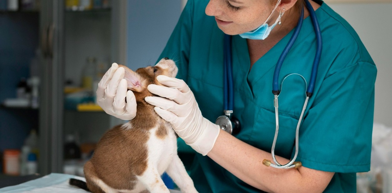 SE CELEBRA HOY EL DÍA DEL VETERINARIO