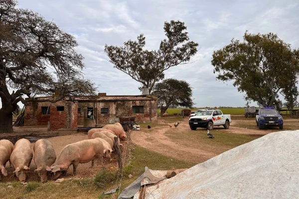 TRIQUINOSIS: LA PROVINCIA INSPECCIONÓ ESTABLECIMIENTOS PORCINOS Y RESTRINGIÓ EL TRASLADO DE 200 ANIMALES
